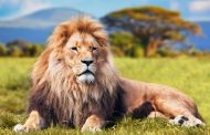 Kiniun Yoruba De, (The Lion of YorubaLand Is Here)