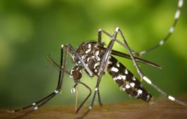 In Defence of the Mosquito