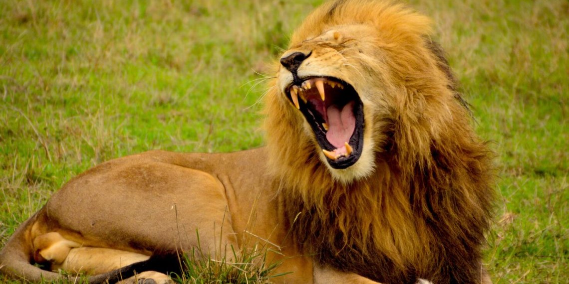Lion kills man at Obasanjo wild life park