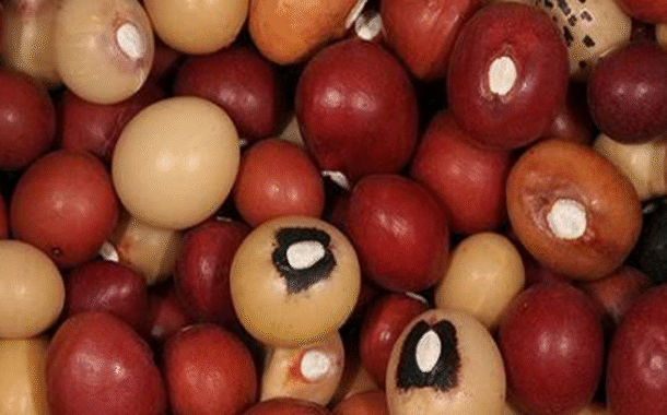 Nigerians urged to embrace bambara nut for cancer, diabetes treatment, other benefits