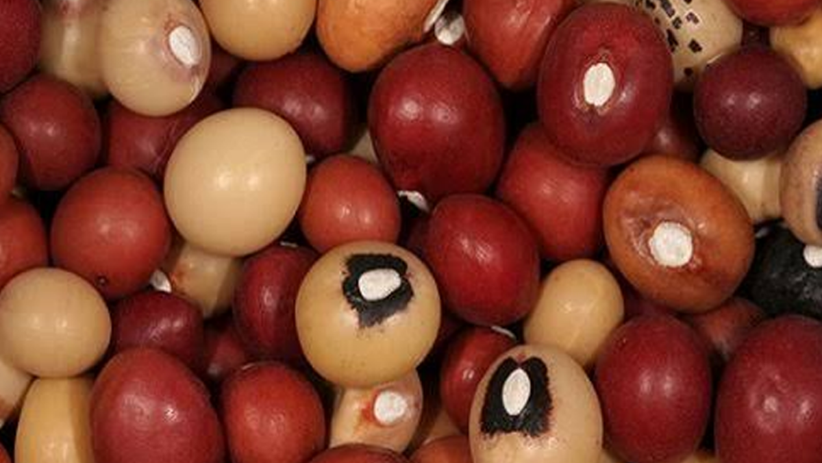 Nigerians urged to embrace bambara nut for cancer, diabetes treatment, other benefits